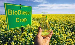 政策鼓勵利用地溝油生產生物柴油 助推地溝油綠色化利用