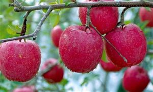 蘋果去庫不及預期維持弱勢格局 蘋果產業即將進入全新的發展局面