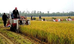 2020廣州農林牧漁業同比增長10.2% 增速創26年來新高