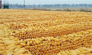 美玉米震蕩攀升 2021年中國(guó)東三省玉米產(chǎn)量有所提高