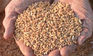 前7月中國小麥進口增45.6% 小麥加工行業發展前景分析