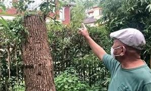 修自己的樹被罰14萬是什么情況？當事人有話說 城市綠化建設行業管理現狀分析