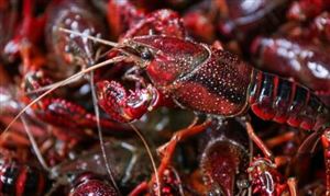 2021小龍蝦養(yǎng)殖行業(yè)發(fā)展前景及現(xiàn)狀分析