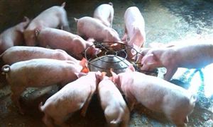 賣一頭豬虧七八百元 生豬養殖市場未來投資機會在哪？