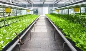 2021設(shè)施農(nóng)業(yè)行業(yè)發(fā)展現(xiàn)狀及前景分析