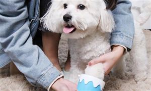 寵物相關產業迎發展黃金期 寵物護理用品市場發展潛力及投資