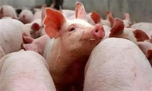 豬肉市場均價同比跌超六成 季節性因素誘發價格反彈