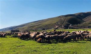 畜牧服務行業現狀分析以及行業前景分析