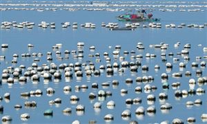 2021海水養殖市場調研及海水養殖行業分析報告