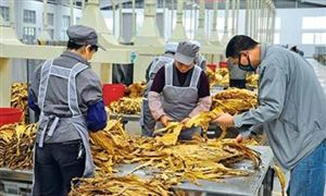 非法買來香煙 開車四處“批發” 煙草制品批發行業分析