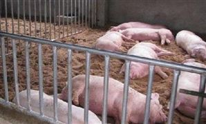 我國(guó)生豬存欄量近年來(lái)呈下降趨勢(shì) 生豬養(yǎng)殖屠宰行業(yè)市場(chǎng)需求分析