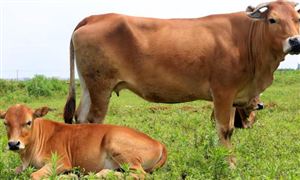 牛凍精行業(yè)報(bào)告 2022牛凍精行業(yè)前景及現(xiàn)狀分析