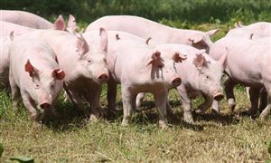 中國智慧養(yǎng)殖行業(yè)現(xiàn)狀及發(fā)展前景分析