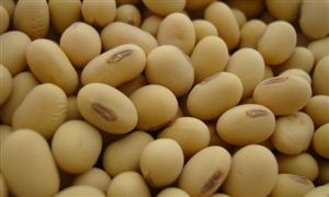 全國種業企業扶優工作推進會在京召開 農作物種子行業發展分析