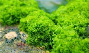 海藻提取物市場現(xiàn)狀 海藻提取物行業(yè)規(guī)模及前景分析