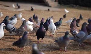 肉鴿養殖前景怎么樣 肉鴿市場行情分析