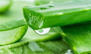 中國植物提取物行業市場發展現狀 植物提取物行業市場發展規模分析