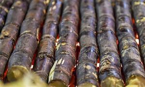 烤甘蔗有多好吃？中國甘蔗產業發展前景及現狀分析