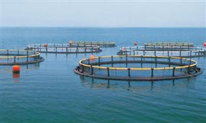 健康養殖市場研究 健康養殖行業現狀及發展前景分析