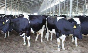 寧夏奶業產值兩年增長近七成 奶牛養殖行業市場前景預測