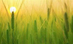 2020年農業及相關產業增加值達16.69萬億 新型農業逐漸引起國家重視