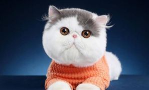 《2021年中國寵物行業白皮書》發布 寵物用品行業發展現狀及趨勢預測