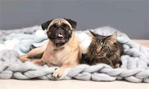 2022年動物保健品行業發展現狀及市場前景分析