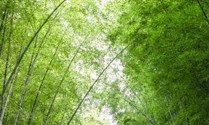 2022竹制品行業前景及現狀分析報告