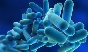 2022年益生菌產品市場前景調研 益生菌行業發展分析