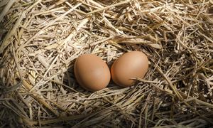 2022年家禽蛋類行業發展前景及市場規模分析