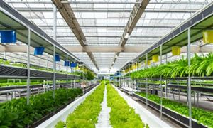 2022農膜市場需求量及行業調研分析