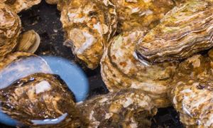 水產養殖行業的競爭格局及未來市場分析