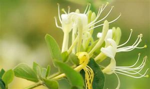 金銀花行業現狀 金銀花產業發展趨勢