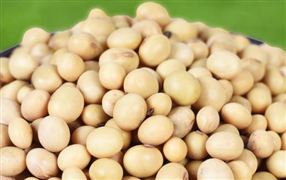 2022國內大豆市場現(xiàn)狀及市場規(guī)模分析