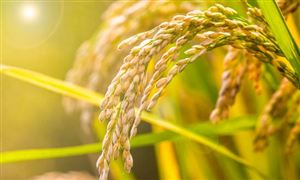 “糧食危機”因何成為世界熱詞? 糧食行業(yè)市場分析 糧食行業(yè)現(xiàn)狀及前景預測2022