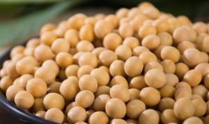 2022國內大豆蛋白市場現狀規模與發展趨勢