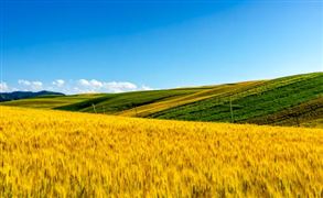 新疆農業市場規模現狀 新疆農業市場發展趨勢