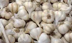 2022年大蒜行業現狀及發展前景分析