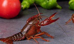 特種養殖行業市場需求 特種養殖行業市場前景分析