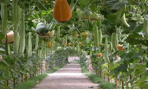 2022年有機(jī)農(nóng)業(yè)行業(yè)發(fā)展前景及市場(chǎng)需求調(diào)研分析