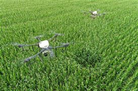 2022中國種業基因編輯技術發展最新進展及前景分析