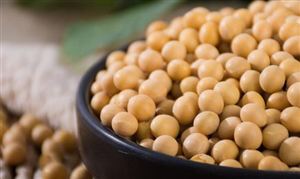 國際大豆市場行情 大豆加工產業鏈現狀分析