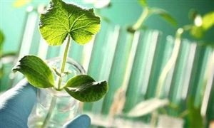 2022年生物育種行業現狀及發展前景分析
