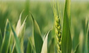 農(nóng)業(yè)經(jīng)濟(jì)產(chǎn)業(yè)發(fā)展規(guī)劃及未來(lái)趨勢(shì)預(yù)測(cè)