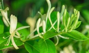 2022年金銀花行業現狀及發展前景分析