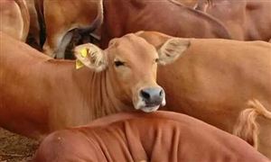 2022年肉牛行業現狀及發展前景分析