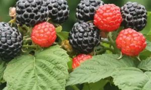 2022年水果零售行業現狀及發展前景分析