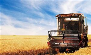 小麥深加工產業發展趨勢及重要性分析