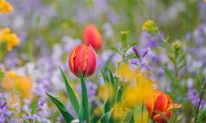 廣西提出到2025年實現花卉綜合產值500億元 花卉行業市場行情分析