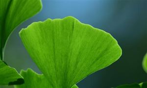 銀杏葉提取物市場規(guī)模 2022銀杏葉提取物行業(yè)資產規(guī)模分析